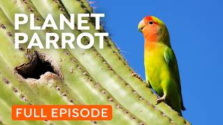 Wild Parrots Taking Over Your City  Full Documentary [upl. by Heddie]