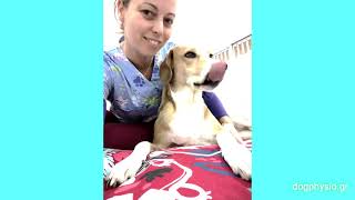 Lola hemiplegic dog walking again with physiotherapy [upl. by Oidivo]