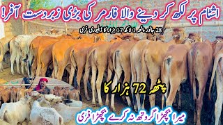 Big AnnouncementSahiwal Alot Bachra Farm  Cheap Prices 36 Animals  wacha farming business ideas [upl. by Attecnoc]