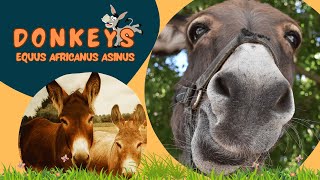 DONKEYS [upl. by Vladimir]