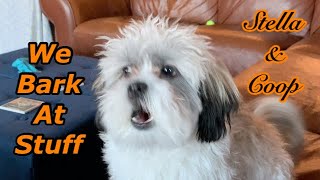 We bark at stuff  Shih Poo puppies  67 months [upl. by Alyar343]