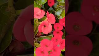 euphorbia plant grow and care plants gardeningplants gardningtips shortviral shortsfeed [upl. by Erde208]