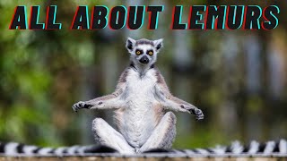 Discover the SECRET Lives of Madagascars Lemurs [upl. by Keane]