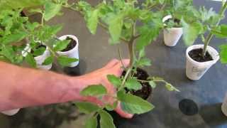 How to Create Double Stem Tomatoes What are Double Production Stems  The Rusted Garden 2013 [upl. by Annaerdna835]