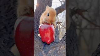 The cute rabbit eats an apple cute pet debut plan rabbit [upl. by Nnylodnewg]