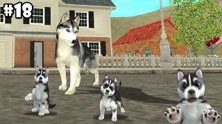 Dog Sim Online  Siberian Husky  Android  iOS  Gameplay part 18 [upl. by Mcgruter]