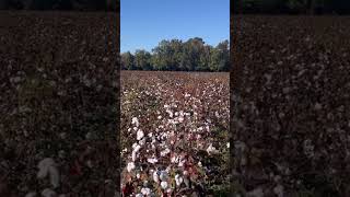 Defoliating time blackfarmers deltapine cotton defoliating farming [upl. by Gratt]