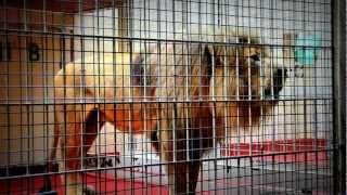 Lion Roars and grunts at San Francisco Zoo [upl. by Giordano116]