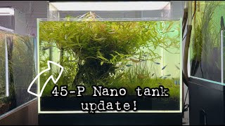 45P Nano tank Update [upl. by Olin]