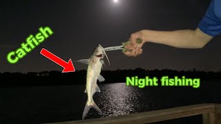 Night fishing in Indian Shores Florida for silver side catfish [upl. by Penelope]