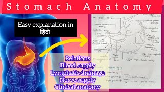 Stomach Anatomy 22  abdomen anatomy bdc easy explanation with handwritten notes 📚✅ [upl. by Sello]