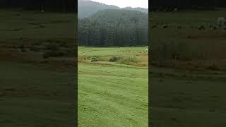 KhajjiarHimachal Pradeshviral video [upl. by Notlrak]