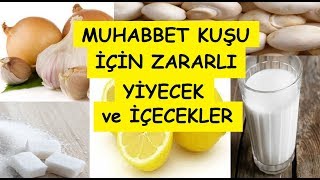 Muhabbet Kuşlarına Zararlı Yiyecek ve İçecekler [upl. by Imat]