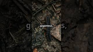 Meet the Worlds Largest Insect The Giant Stick Insect [upl. by Aimal317]