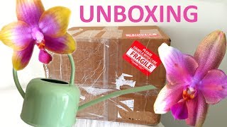 Unboxing Plants from MissOrchidGirl  OrchiDiary No7 [upl. by Peisch]