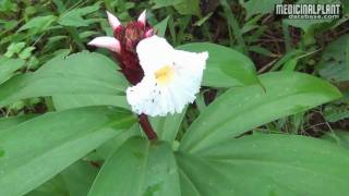 Costus speciosus [upl. by Pallua854]