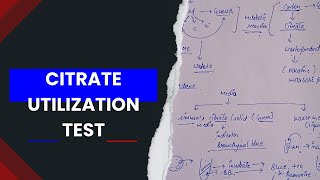 Citrate utilization test biochemical test in microbiology [upl. by Ioj]