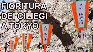 LA FIORITURA DEI CILIEGI A TOKYO  HANAMI 2019 [upl. by Lertram723]