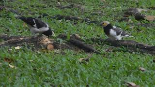 two blackcollared starlings and the rain season [upl. by Bowie]