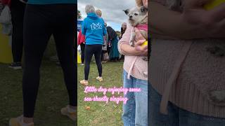 Little dog enjoying the Sea Shanty songs at the medieval goose fayre dog seashanty chiuahua [upl. by Warton]