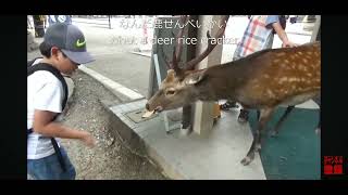 奈良公園 ドアを開ける鹿 deer チョット前に撮影しました。５年程前に [upl. by Pierre]