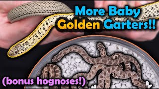 Our Golden Garters and Hognose Snakes had more Babies [upl. by Deutsch]