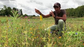 Comment Attirer les Insdispensables Pollinisateurs au Potager [upl. by Rubina]