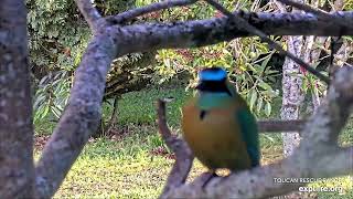 A beautiful Lessons Motmot  121123  SlothTV playground cam via exploreorg [upl. by Endaira]