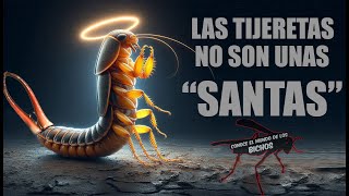 LAS TIJERETAS NO SON SANTAS SE ENFRENTAN A LO QUE SEA [upl. by Yggep]