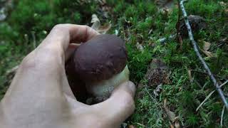 Borowik sosnowy Boletus pinophilus [upl. by Myer]