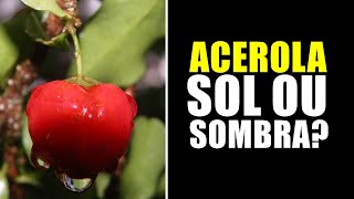 ACEROLA GOSTA DE SOL OU SOMBRA [upl. by Carnes304]