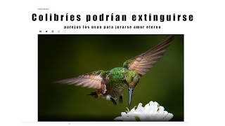 Colibríes podrían extinguirse parejas los usan para jurarse amor eterno [upl. by Adore474]