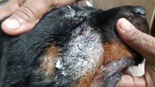 Post Maggot infestation bacterial skin infection  Dr Sagirs Pet Clinic 01912251312 [upl. by Penelopa]