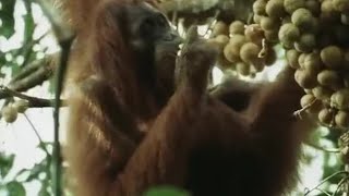 Orangutans Feeding in the Trees  Wild Indonesia  BBC Earth [upl. by Elrod]