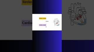 CARDIAC OUTPUT CARDIOVASCULAR SYSTEM heart cardiovascular cardiacoutput physiology cardio [upl. by Airotal]