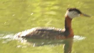 Another nest Rednecked Grebe has 1 Baby  Humber Bay [upl. by Ardnayek]