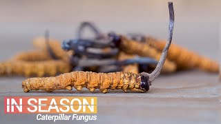 Cordyceps Season Hunt for the World’s Most Expensive Fungus  In Season S1E4 [upl. by Vivian796]