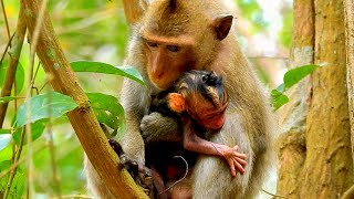 Unbelievable Smallest Monkey Could Give A Birth Cute Baby Monkey [upl. by Jo-Anne]