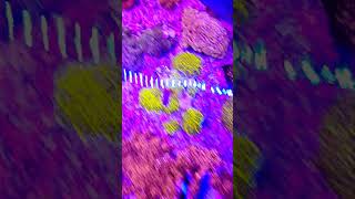 how to get zoanthids to grow faster zoanthids zoas corals [upl. by Haldes]