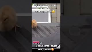 ой такая милота 🥰 такие маленькие и такие умнички 🥰🥰🥰 всё всем спать пора домой 🏘️ [upl. by Trista]