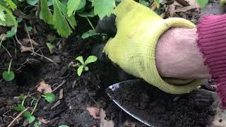 Removing lesser celandine invasive species among other plants [upl. by Adele]