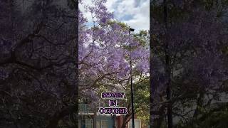 🙋🏻‍♀️Sydney Jacaranda Season is Back💁🏻‍♀️australia sydney [upl. by Panthia]