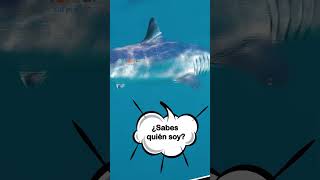 ¡Tiburones ASOMBROSOS que Nadie conoce  Pecera de Tiburones 🦈🌊🐬  MAKO SHARK [upl. by Annai]