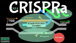 CRISPRa  CRISPR Activation  CRISPRa Vs CRISPRi [upl. by Marijo545]