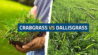 Crabgrass vs Dallisgrass Understanding the Differences and Effective Control Methods [upl. by Stephi]