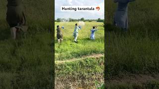 Hunting Tarantula amazing farming shortsvideo [upl. by Louisa]