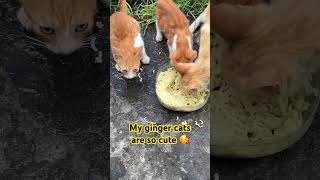 Don’t mess with my Ginger catsMy Ginger cats are so cute 🥰 cat catshorts shorts [upl. by Htidra789]