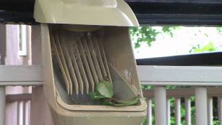 Rain Harvesting Clean Rain Ultra Downspout Filter and Diverter [upl. by Elockin]