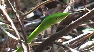 Oriental Whip Snake at Central Catchment Nature Reserve [upl. by Wolfie]