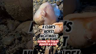 Moon Snail vs Clam The Ultimate Underwater Showdown [upl. by Annawik]